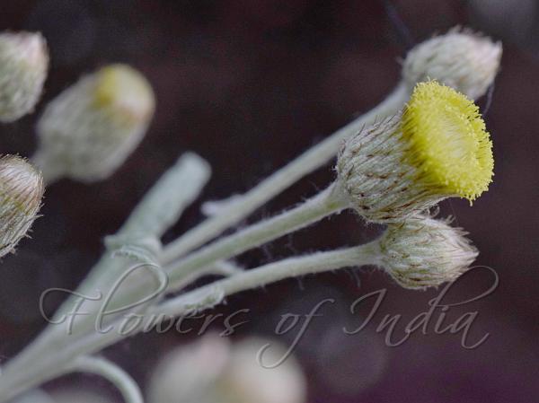 Snow-White Cudweed
